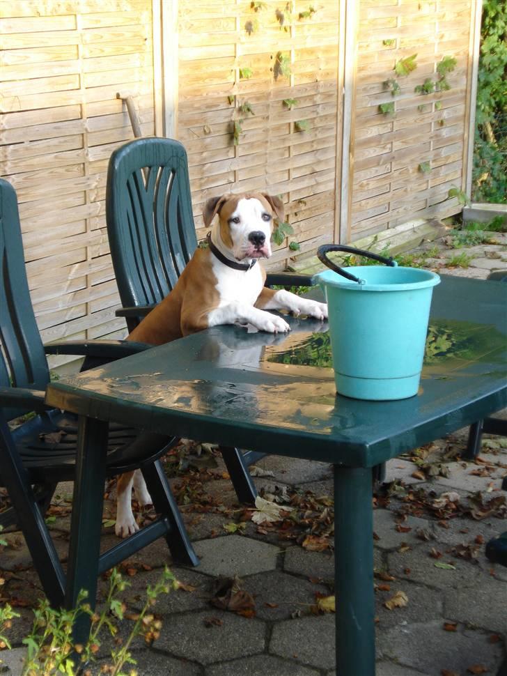 Amerikansk bulldog - ABO's Kenzo billede 11