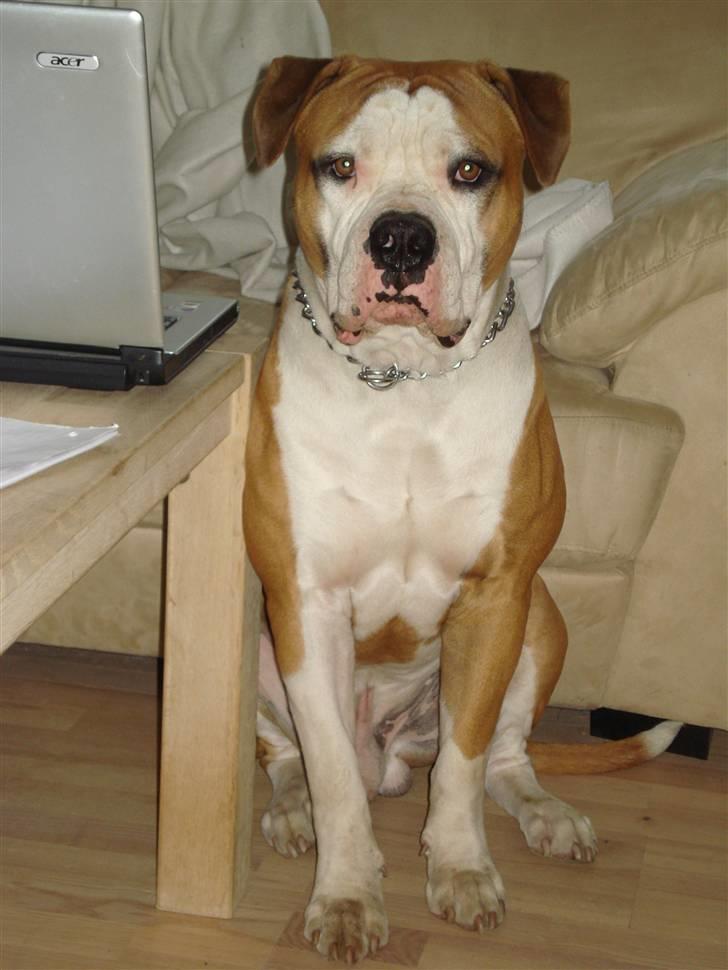 Amerikansk bulldog - ABO's Kenzo billede 12