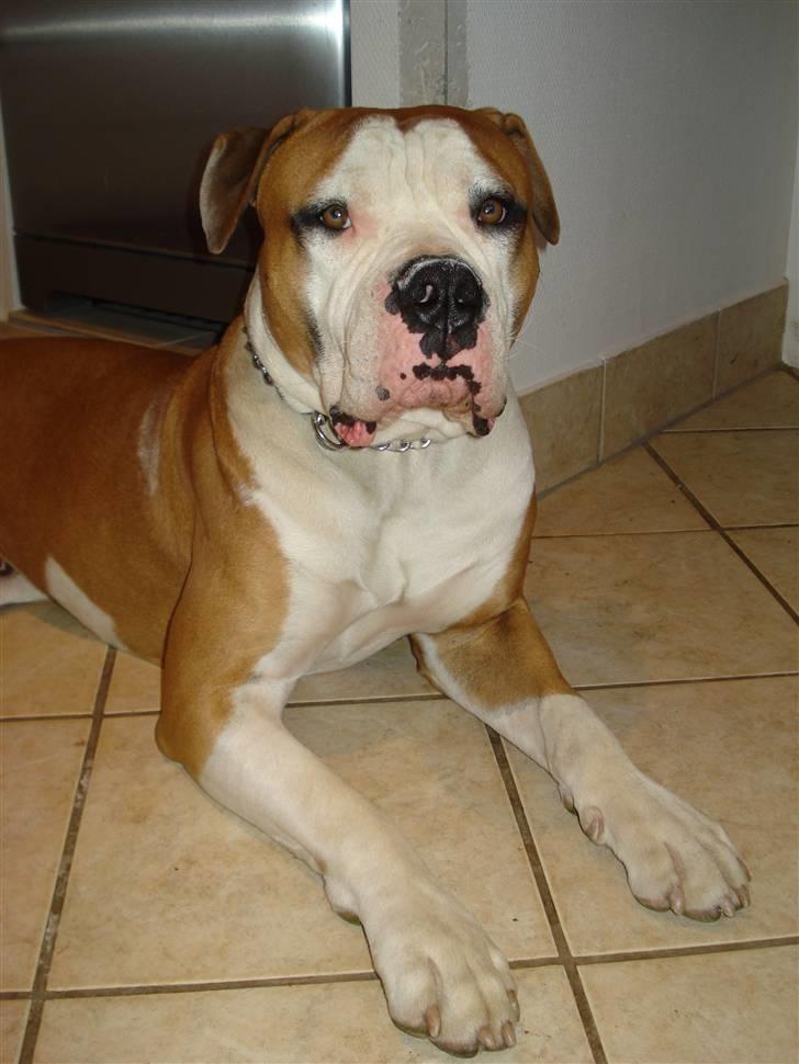 Amerikansk bulldog - ABO's Kenzo billede 13