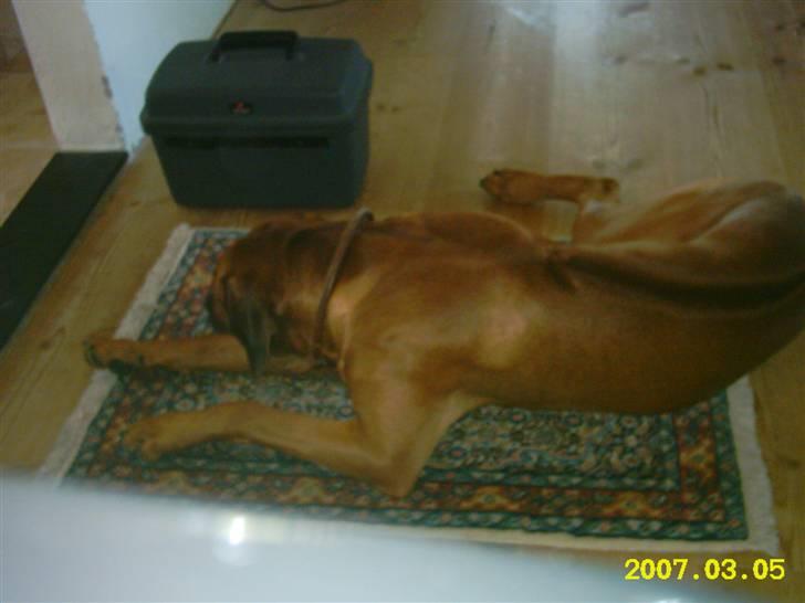 Rhodesian ridgeback Rafiki billede 13