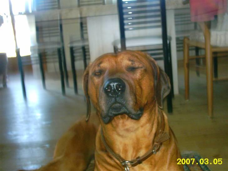 Rhodesian ridgeback Rafiki billede 14