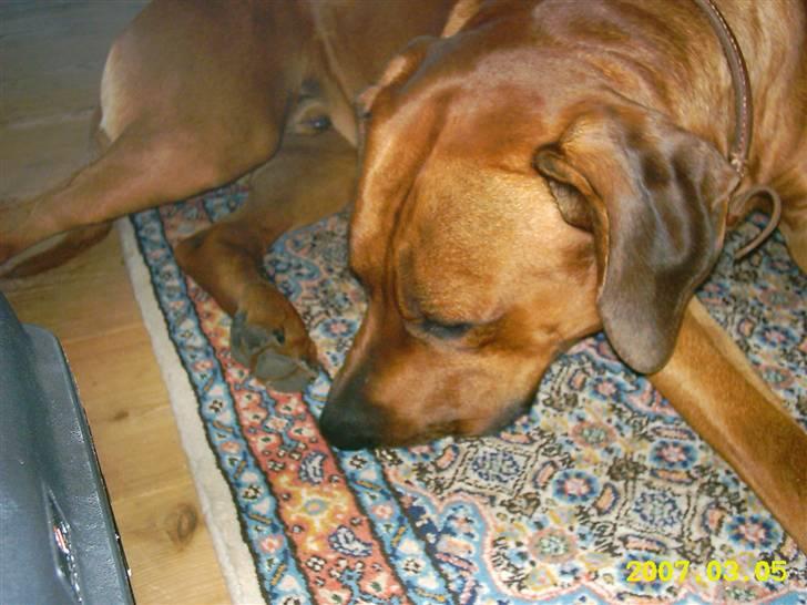 Rhodesian ridgeback Rafiki billede 15