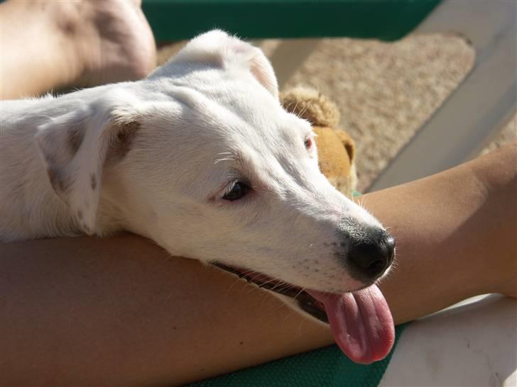 Jack russell terrier Lola - "Aaahhh, tager lige en slapper her i solen..." billede 19