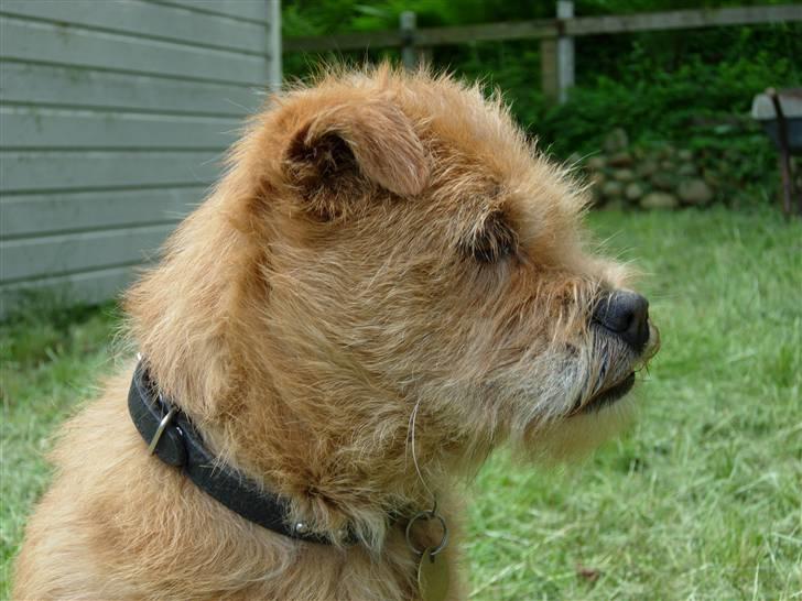 Blanding af racer Møffe  billede 10