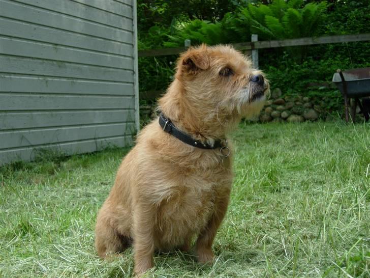 Blanding af racer Møffe  - Må jeg ikke snart gå over til mit kødben igen??? billede 11