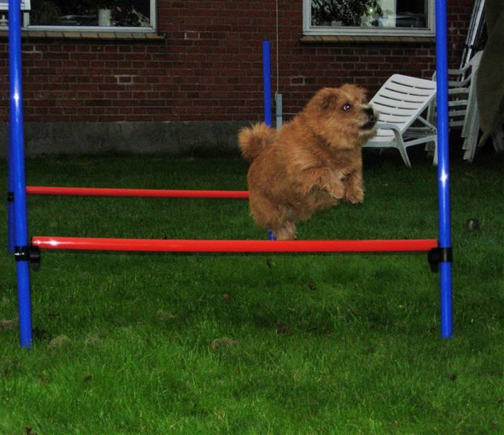 Blanding af racer Møffe  - spring i haven billede 12