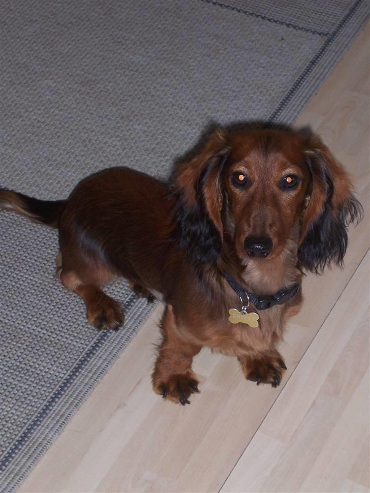 Dværggravhund Chivaz - Jeg troede vi skulle ud billede 4