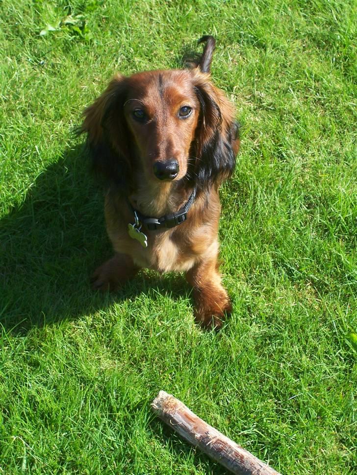 Dværggravhund Chivaz - Sidder jeg ikke pænt billede 5