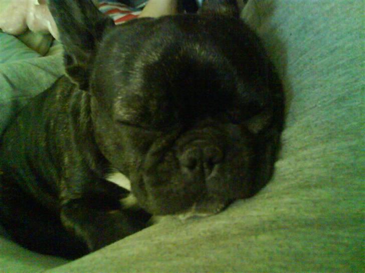 Fransk bulldog ~Chick~ - Elsker Dig Miin Lille Prinsesse billede 1