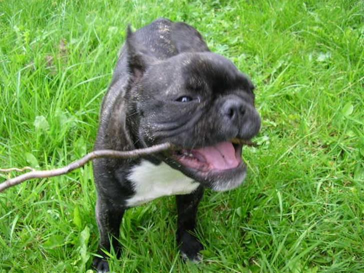 Fransk bulldog ~Chick~ billede 2