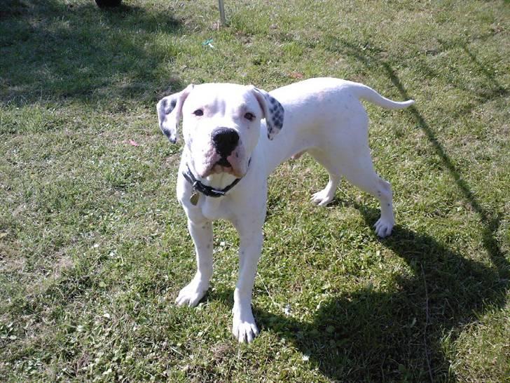 Amerikansk bulldog Ricco* fundet ny far :) billede 9