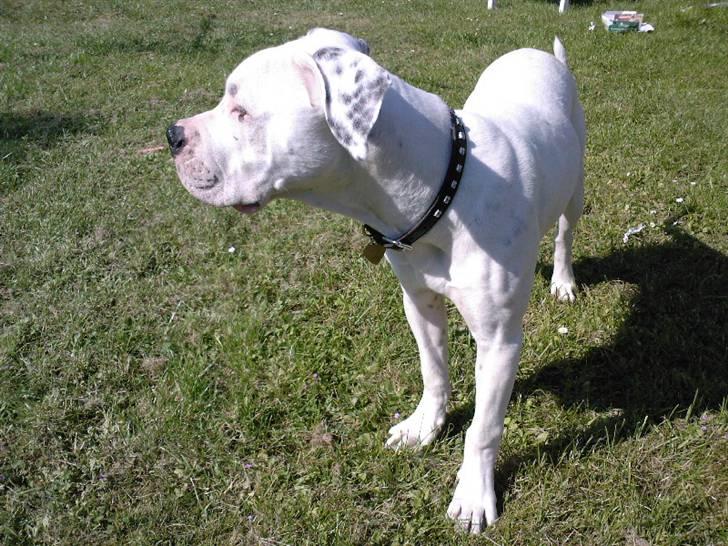 Amerikansk bulldog Ricco* fundet ny far :) billede 10