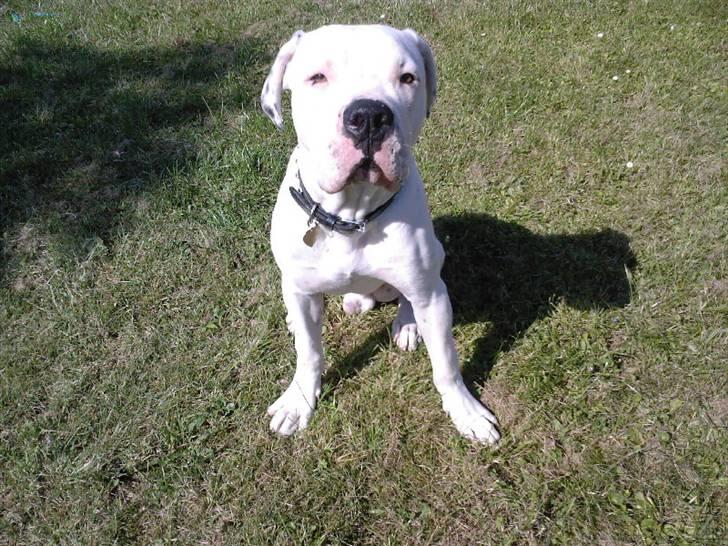 Amerikansk bulldog Ricco* fundet ny far :) billede 11