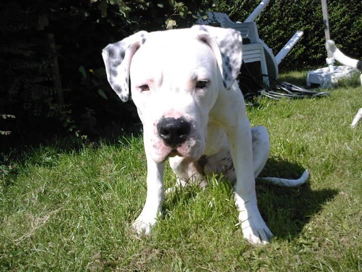 Amerikansk bulldog Ricco* fundet ny far :) billede 12