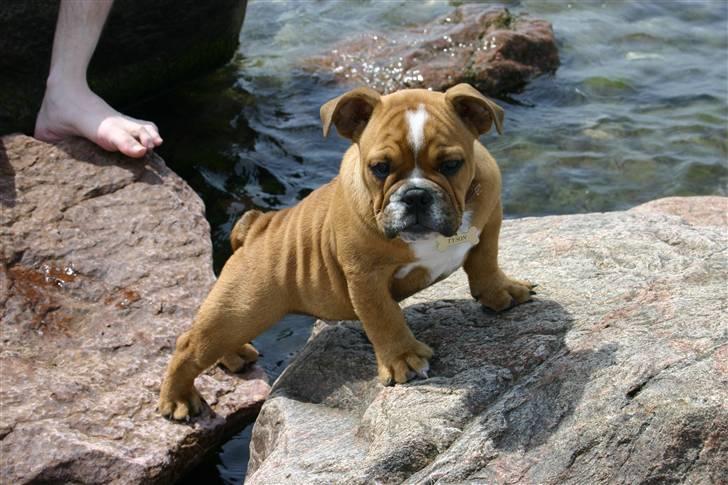 Engelsk bulldog tyson billede 1