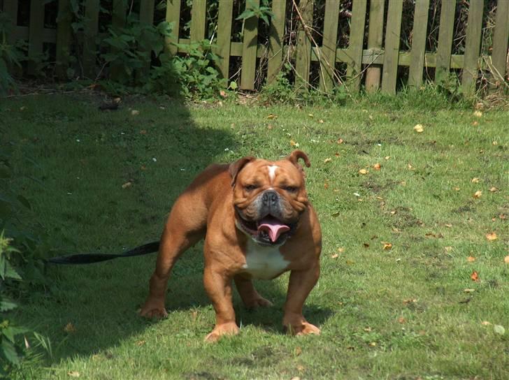 Engelsk bulldog tyson billede 2