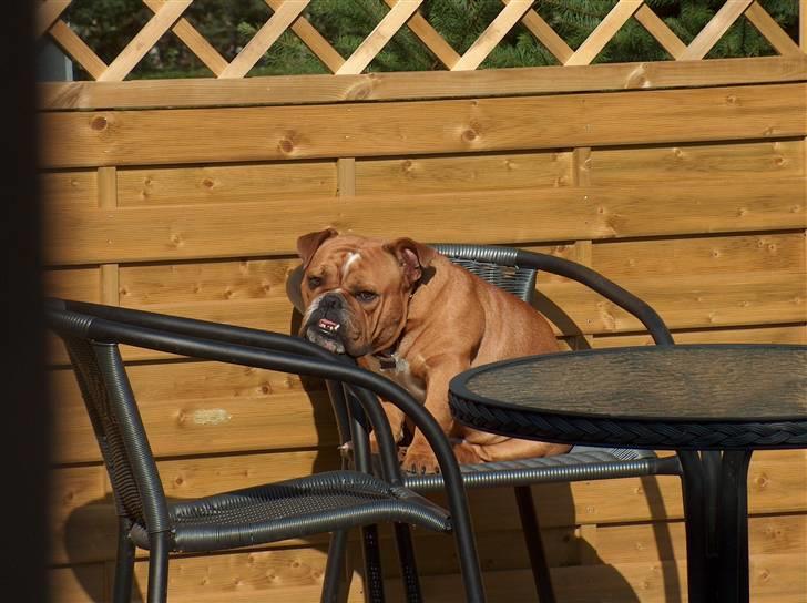 Engelsk bulldog tyson billede 3