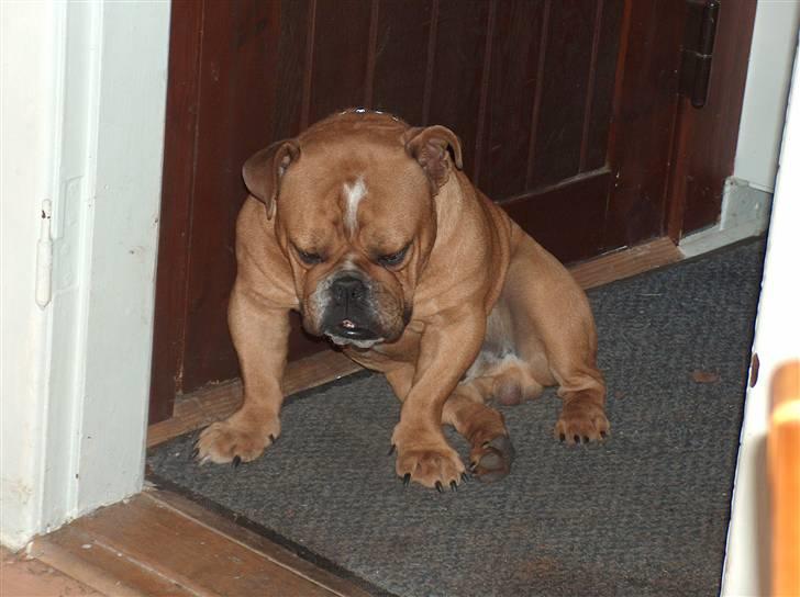 Engelsk bulldog tyson billede 4