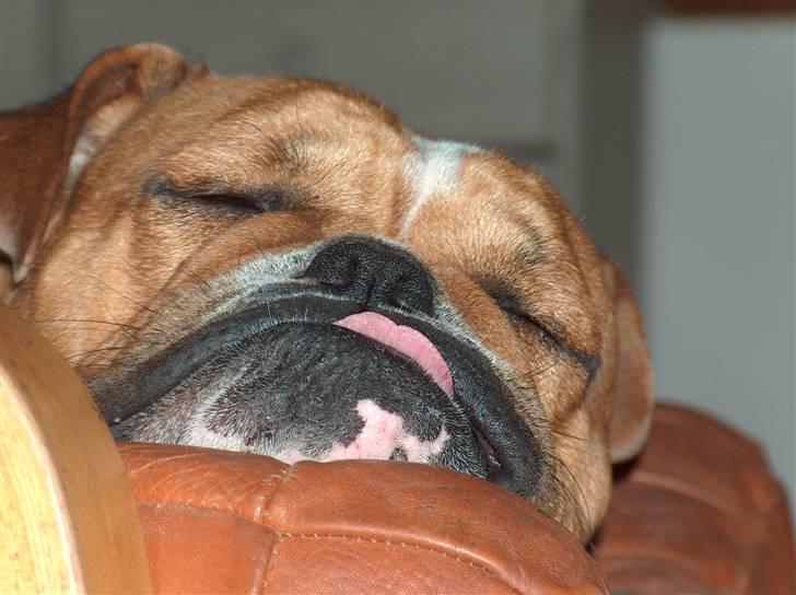 Engelsk bulldog tyson billede 5