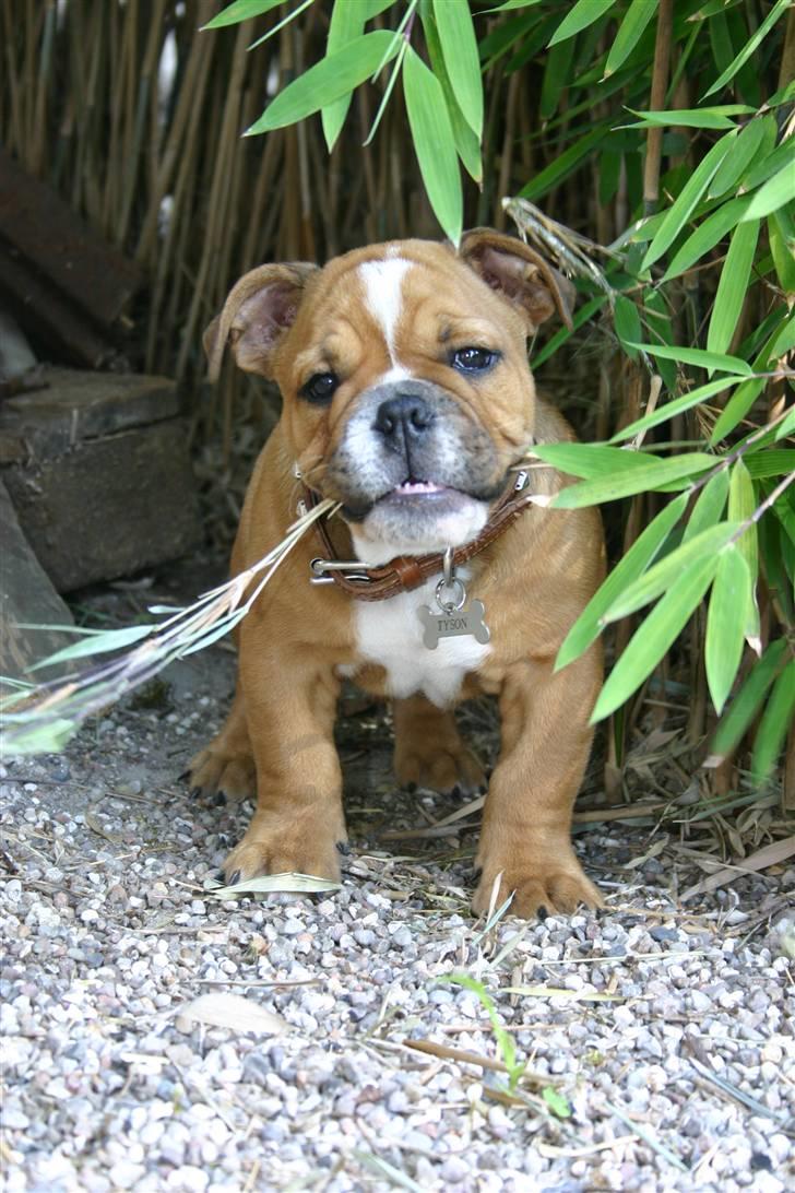 Engelsk bulldog tyson billede 6