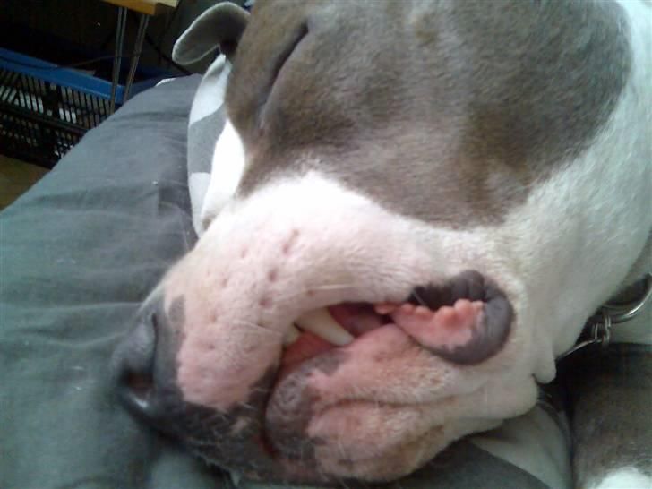 Amerikansk staffordshire terrier Tjily billede 15