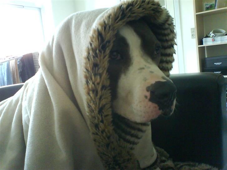 Amerikansk staffordshire terrier Tjily billede 16