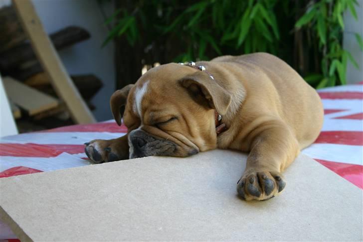 Engelsk bulldog tyson billede 7