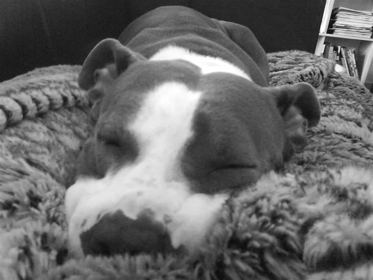 Amerikansk staffordshire terrier Tjily billede 17