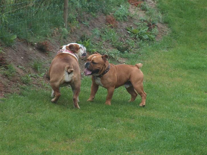 Engelsk bulldog tyson billede 8