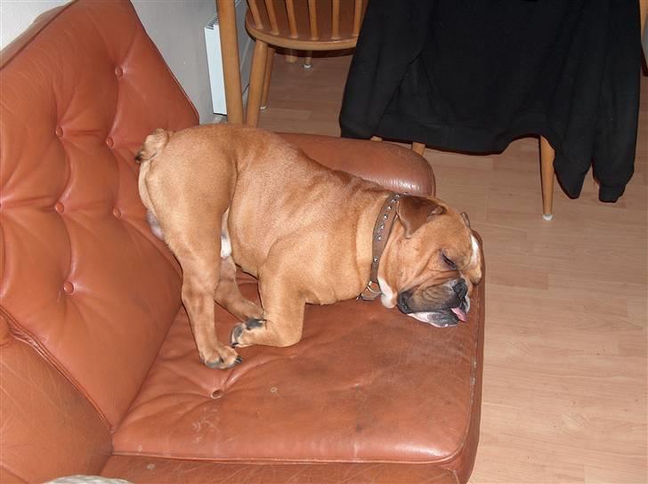 Engelsk bulldog tyson billede 9