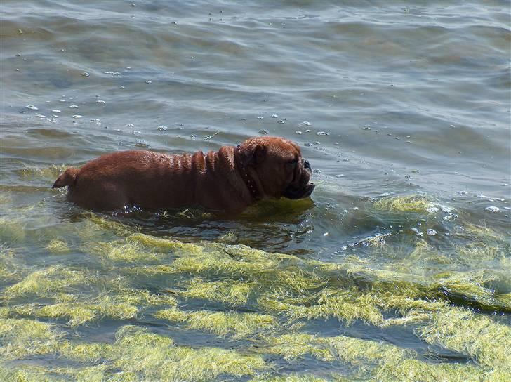 Engelsk bulldog tyson billede 11