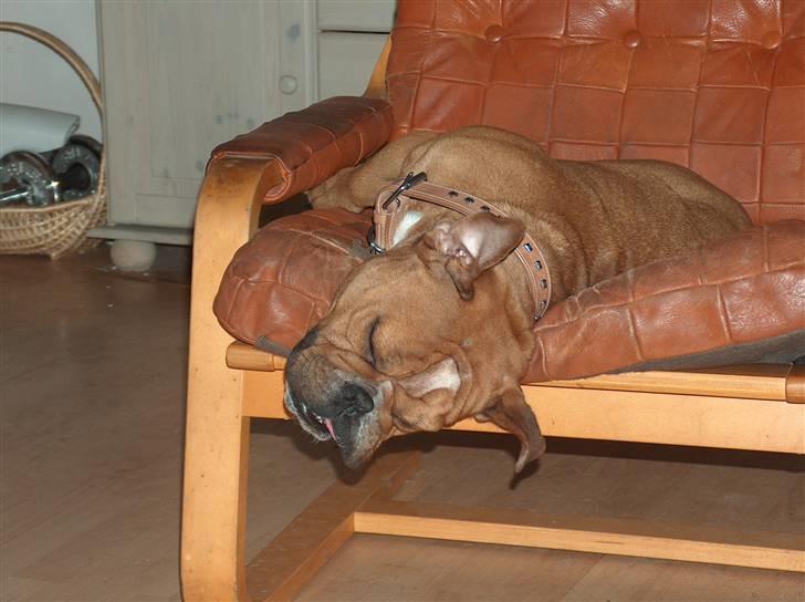 Engelsk bulldog tyson billede 12