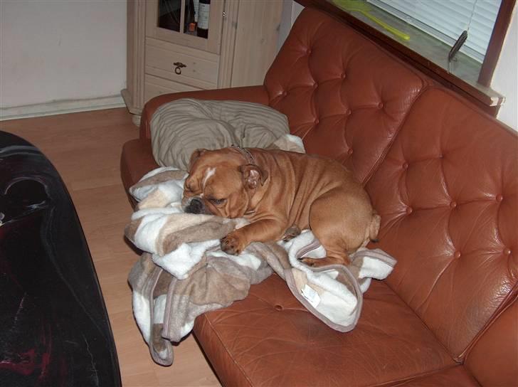 Engelsk bulldog tyson billede 13