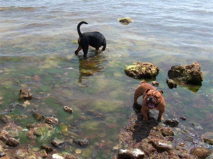 Engelsk bulldog tyson billede 14