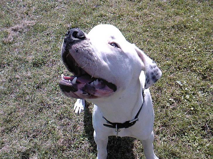 Amerikansk bulldog Ricco* fundet ny far :) billede 13