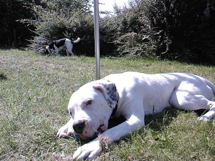 Amerikansk bulldog Ricco* fundet ny far :) billede 14