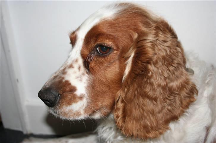 Welsh springer spaniel Debbie <33 - 1. Min Smukke hund  billede 1