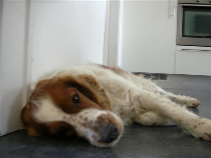 Welsh springer spaniel Debbie <33 - 2.  billede 2