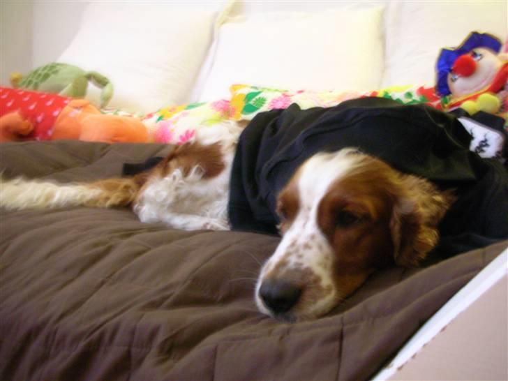 Welsh springer spaniel Debbie <33 - 3. billede 3
