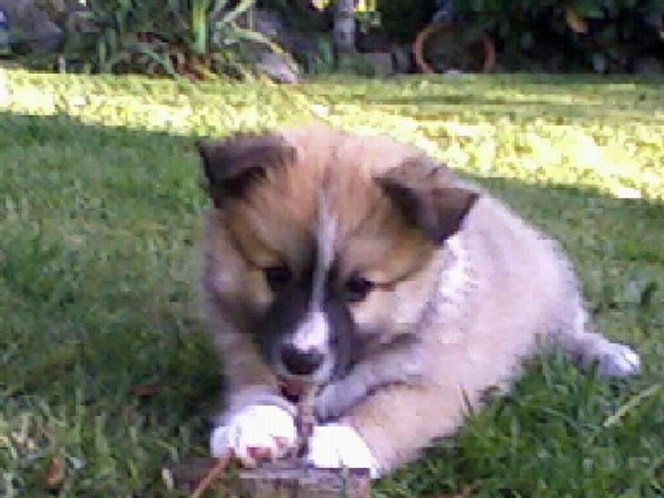 Islandsk fårehund mickey billede 6