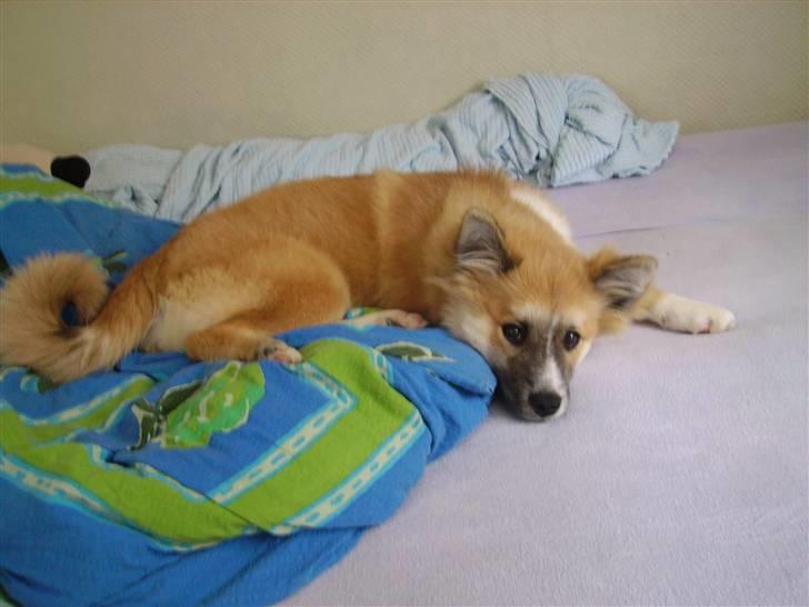 Islandsk fårehund mickey billede 7