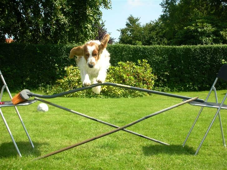 Welsh springer spaniel Debbie <33 - 4.  billede 4