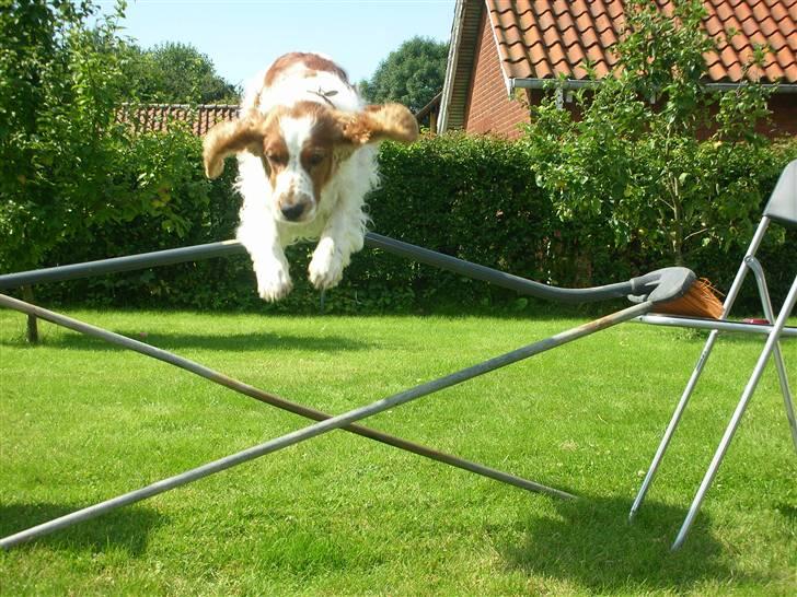 Welsh springer spaniel Debbie <33 - 5.  billede 5