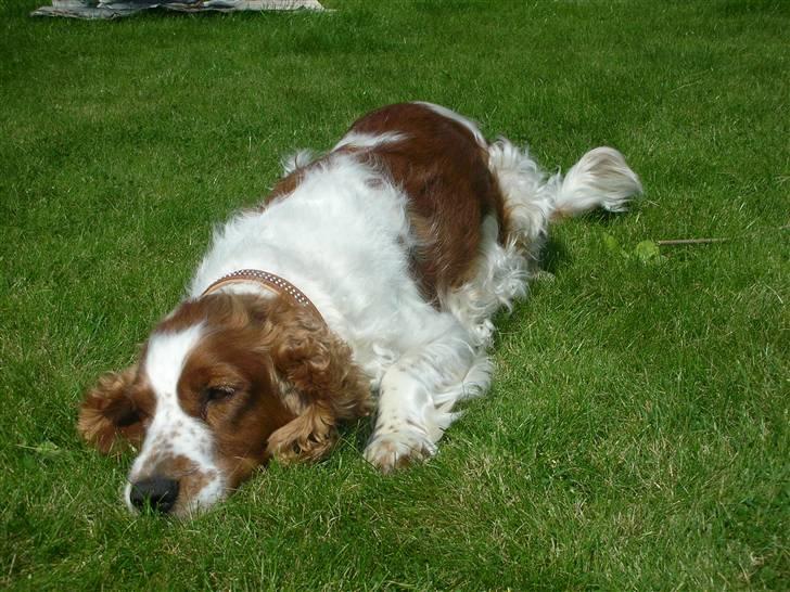 Welsh springer spaniel Debbie <33 - 6.  billede 6