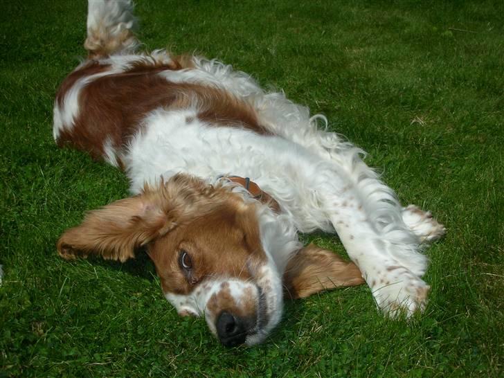 Welsh springer spaniel Debbie <33 - 7.  billede 7