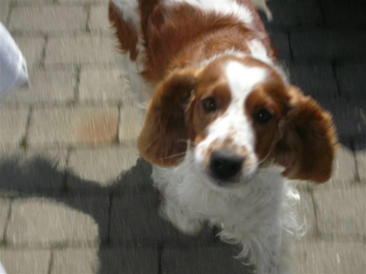 Welsh springer spaniel Debbie <33 - 8.  billede 8