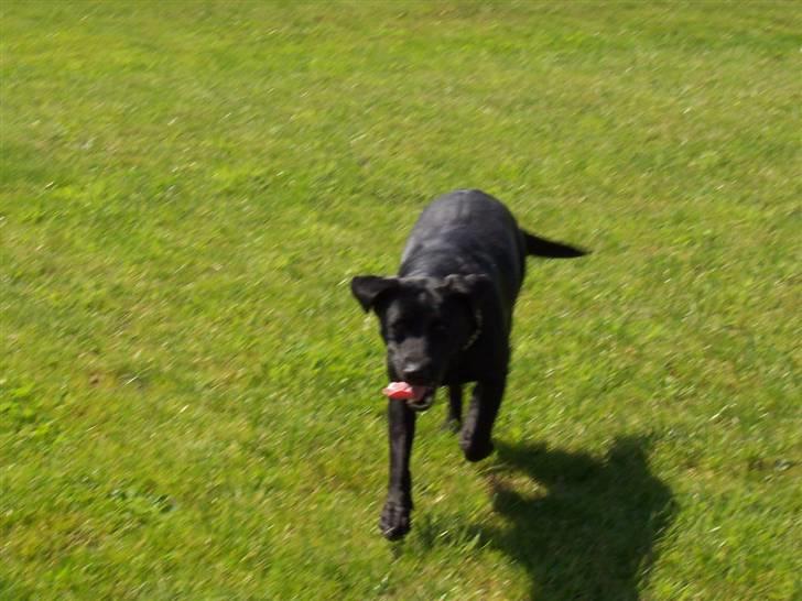 Labrador retriever Nykilde Ashja - Ashja i action. 2007 billede 3