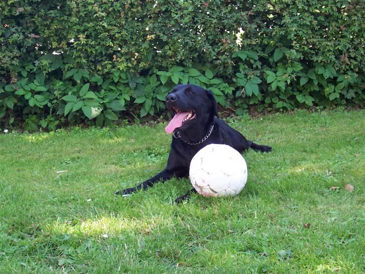 Labrador retriever Nykilde Ashja billede 4