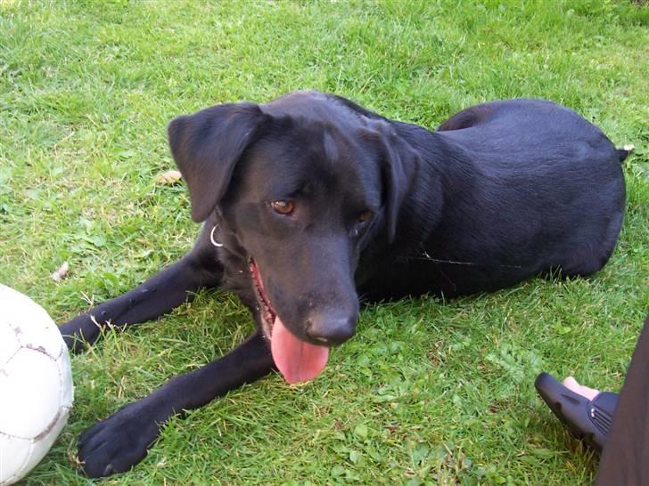 Labrador retriever Nykilde Ashja billede 10