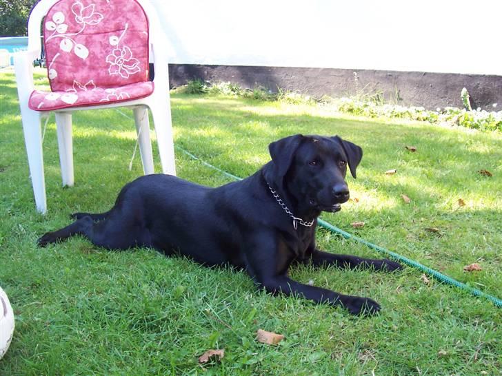 Labrador retriever Nykilde Ashja - " Hvad sker der derovre ?! " billede 12